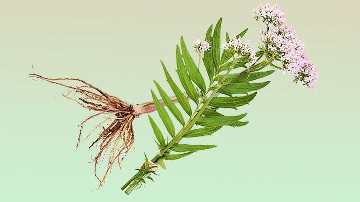 Understanding Valerian Root: Origins⁢ and Uses