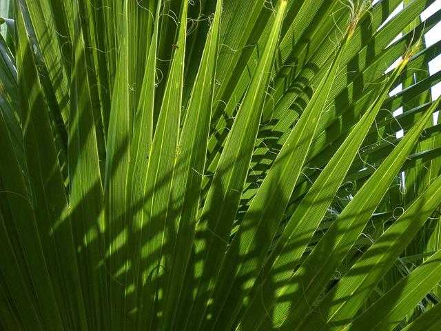 Exploring‌ the Science Behind Saw Palmetto and hair Loss
