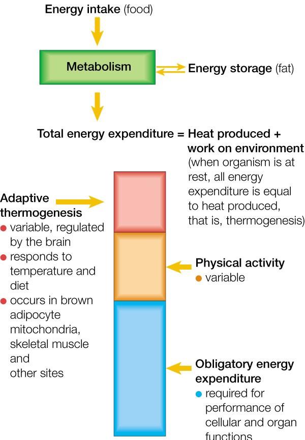 understanding the Science Behind Thermogenesis