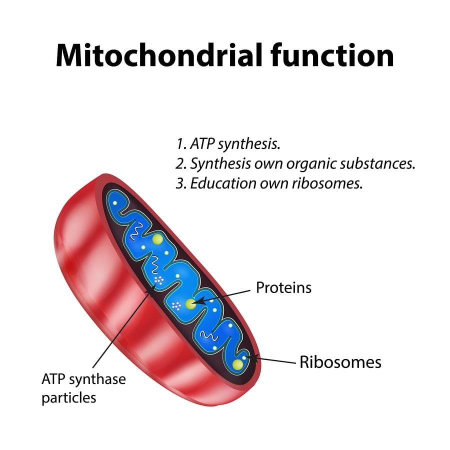 Understanding Mitochondrial Function​ and ⁤Its‌ Role in Fat Loss