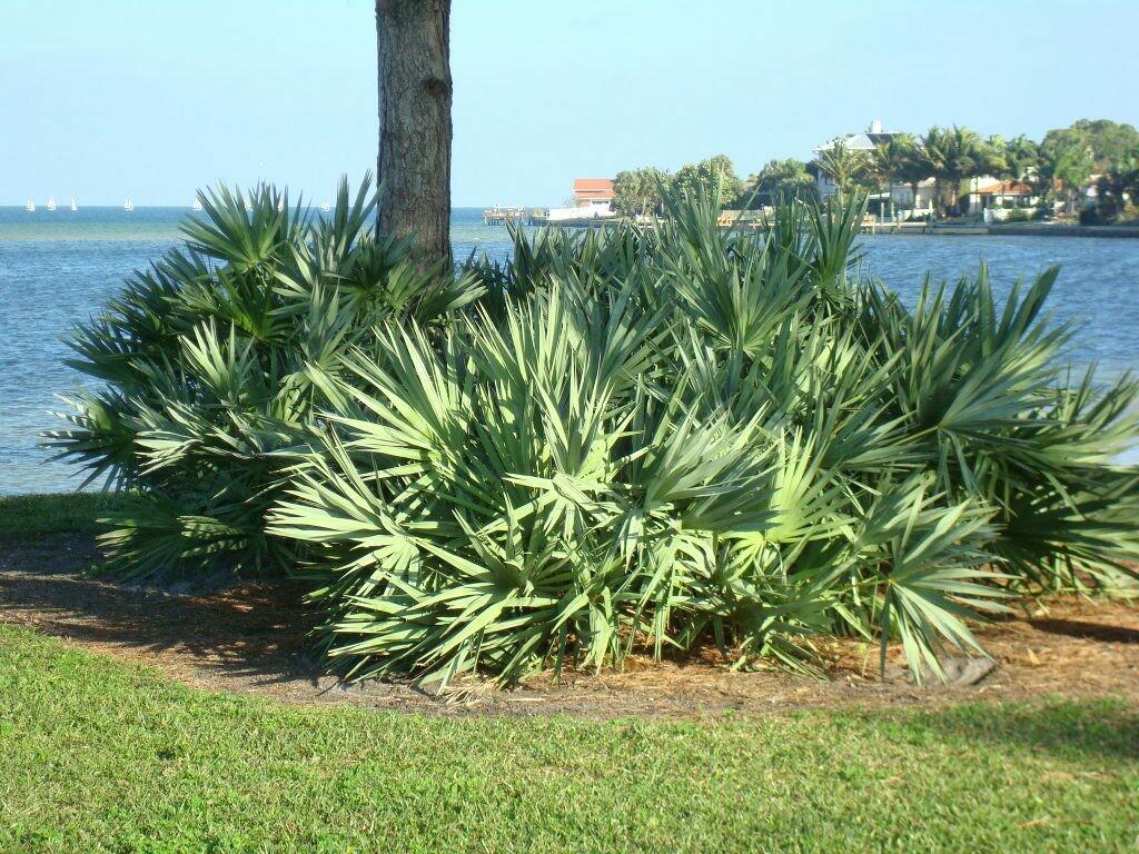 User experiences and Feedback on Saw Palmetto ⁢treatments