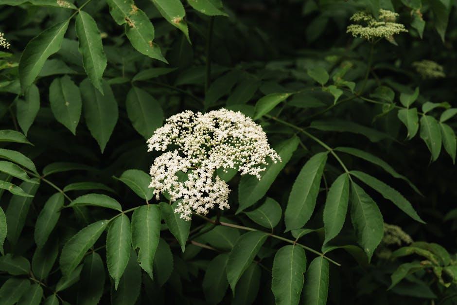 Combining ⁣Nature's Remedies: Optimal Ways to Enhance Immune Health