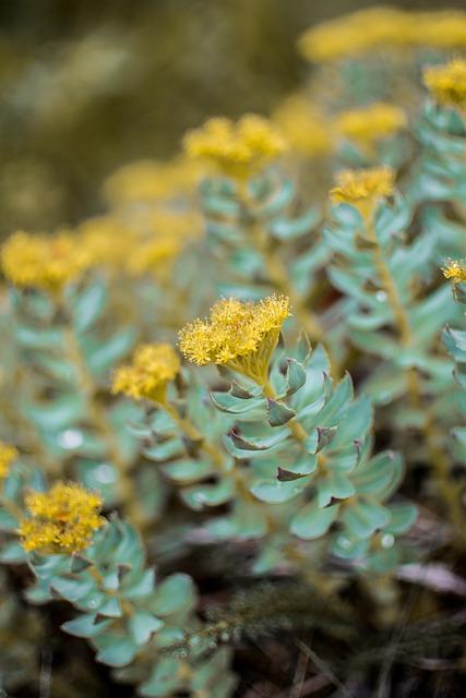 Practical Tips ‌for Incorporating Rhodiola Rosea into⁢ Your Daily Routine