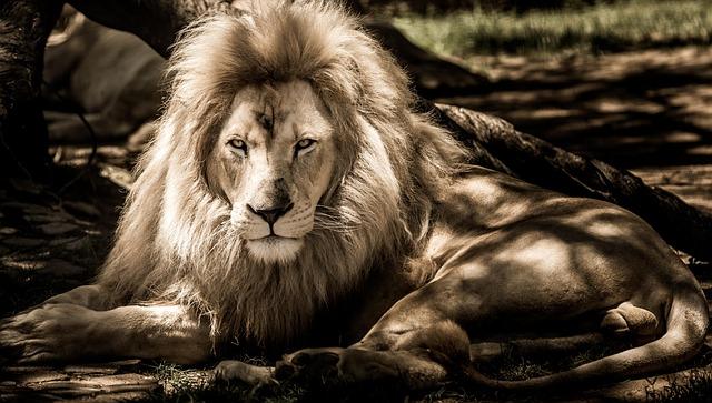 Incorporating Lion’s Mane ‌into Your ⁢Daily Routine