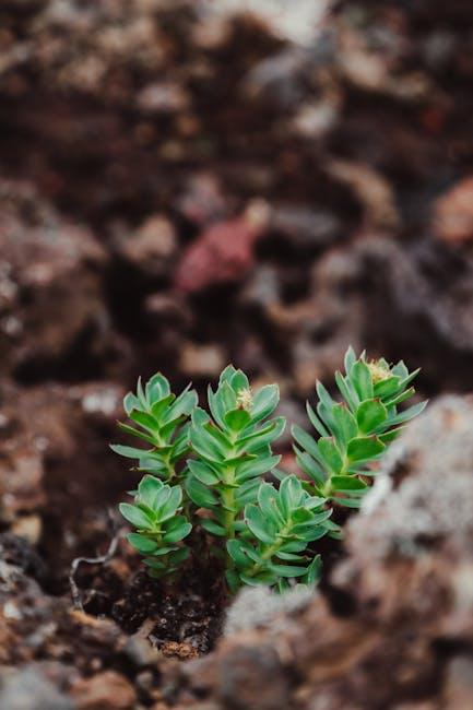 Enhancing ‍Mental Clarity: The ⁢Cognitive Benefits ⁢of Rhodiola for Peak Performance