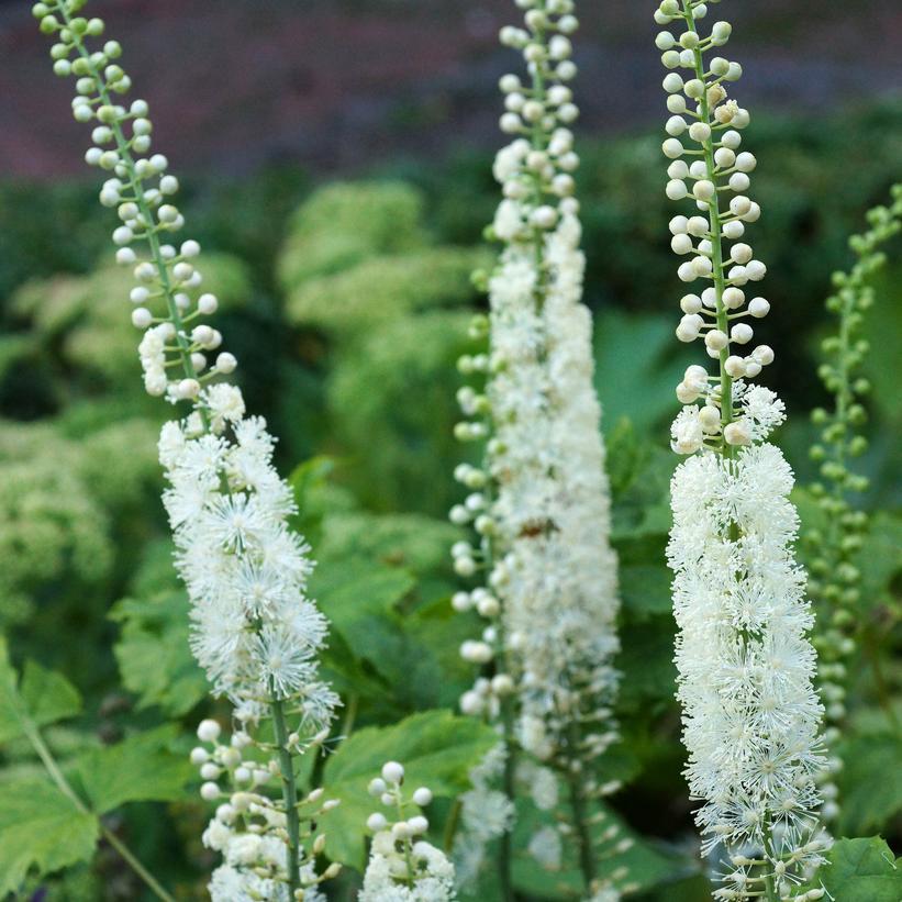 Integrating Black ⁢Cohosh ⁤into Your Wellness Routine: Practical Tips and Recommendations