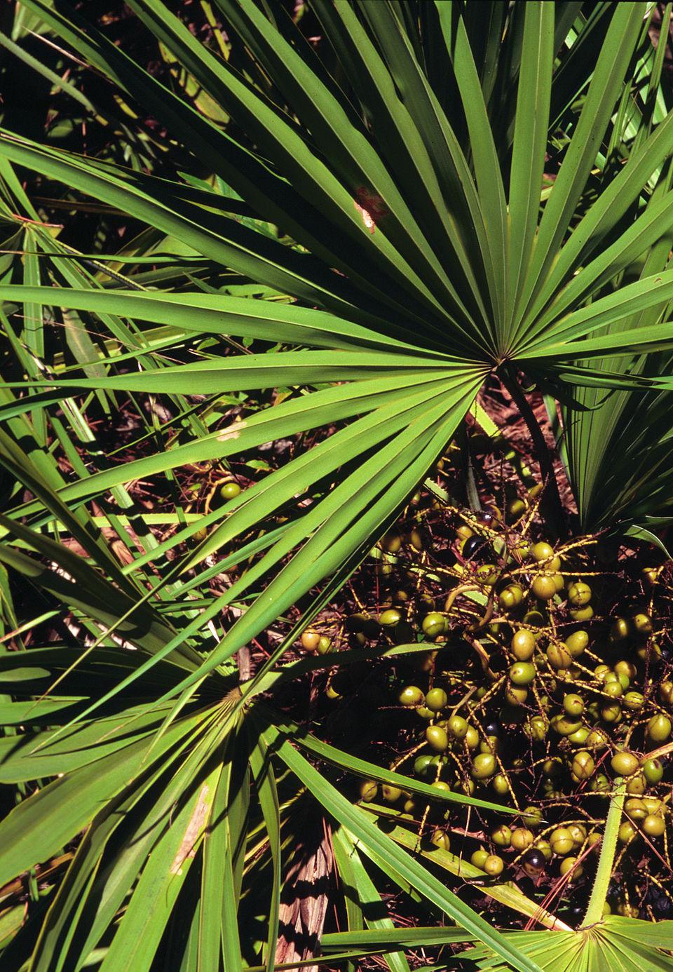 Comparing top-Rated Saw Palmetto Products: What ‍Sets Them Apart