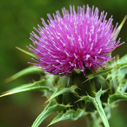 Key ⁢Benefits⁣ of milk thistle for⁤ Detoxification and Antioxidant Support