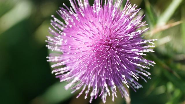 Exploring Milk Thistle: The Liver's Natural Guardian