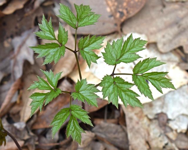 Understanding the​ Research: Efficacy of Black Cohosh for Hot Flashes and Mood Swings