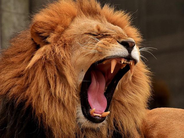 Safety and ⁢dosage: navigating the Use⁢ of‌ Lion’s Mane Mushroom