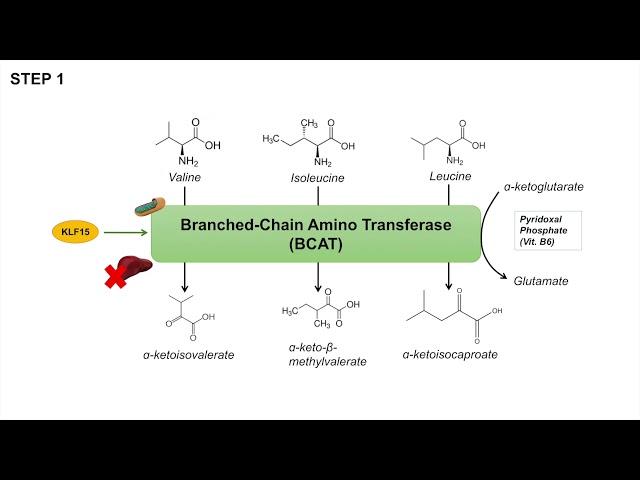 Exploring the Benefits of Branched-Chain Amino Acids for Fitness ‌Enthusiasts