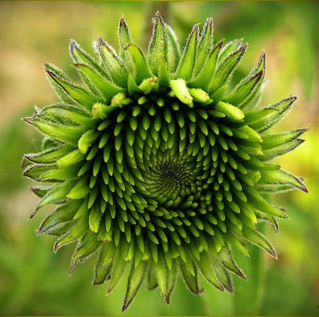 Echinacea Unveiled: The Herbal Ally for Immune ⁤Support