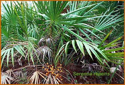 Assessing the Efficacy⁢ of⁤ Saw Palmetto for Thinning Hair