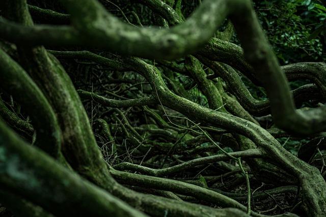 The Role of Valerian Root in Alleviating Anxiety: Mechanisms and Benefits